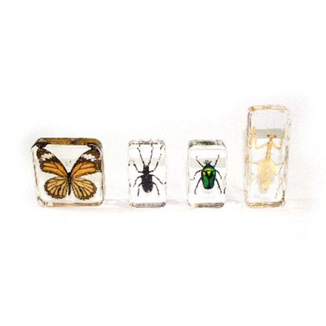 American Educational Products 7-903 Molded Plastic Specimens - Set Of 4