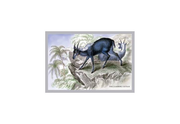 Cambing Ootan Print Unframed Paper Print 20x30 Walmart Com Walmart Com