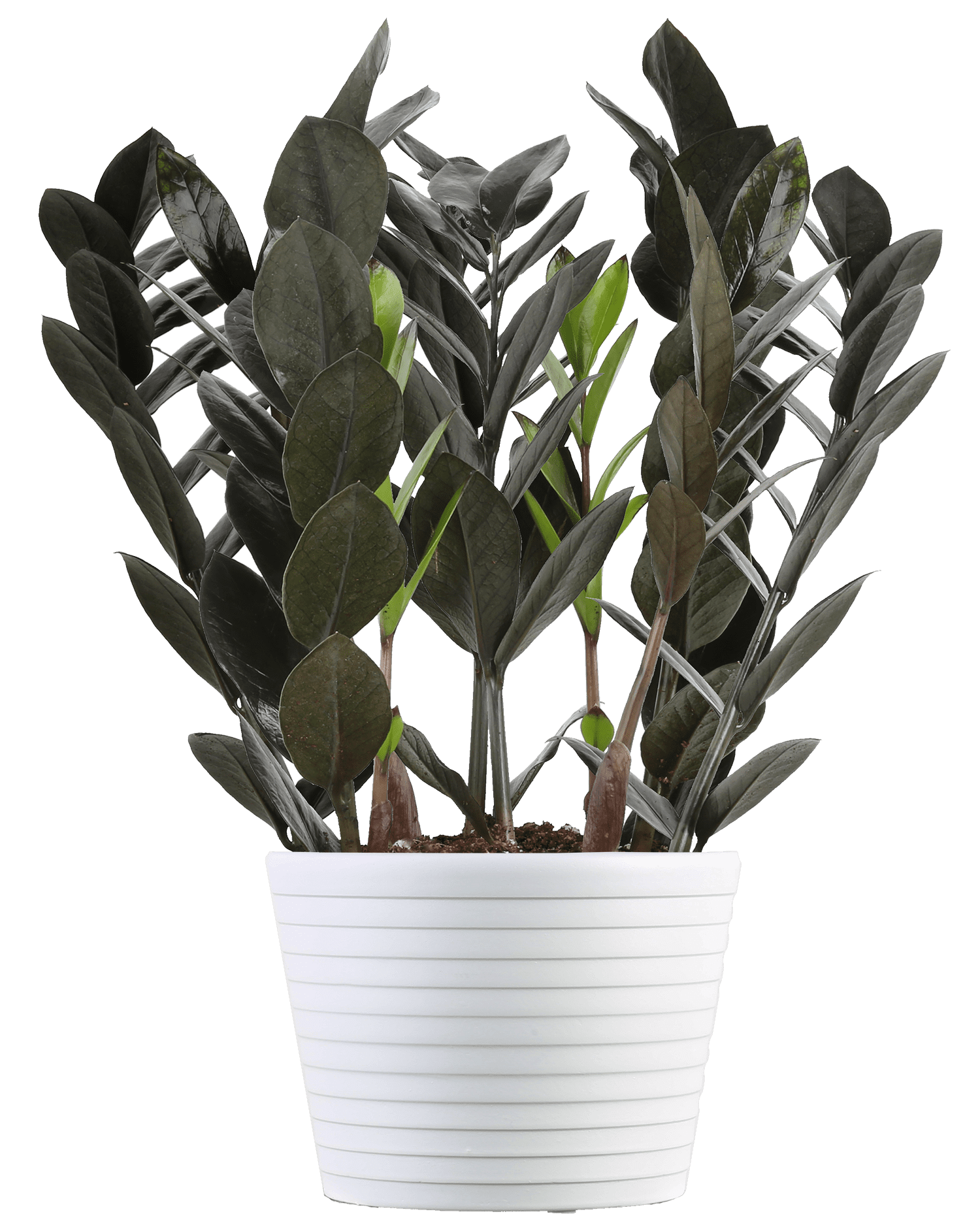 Costa Farms Live Indoor Trending Tropicals 18in Raven Zz Walmart Com Walmart Com