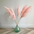 thumbnail image 2 of 20 Seeds Pampas Grass - Pink  Seeds Ornamental Grass Easy to Grow, 2 of 2