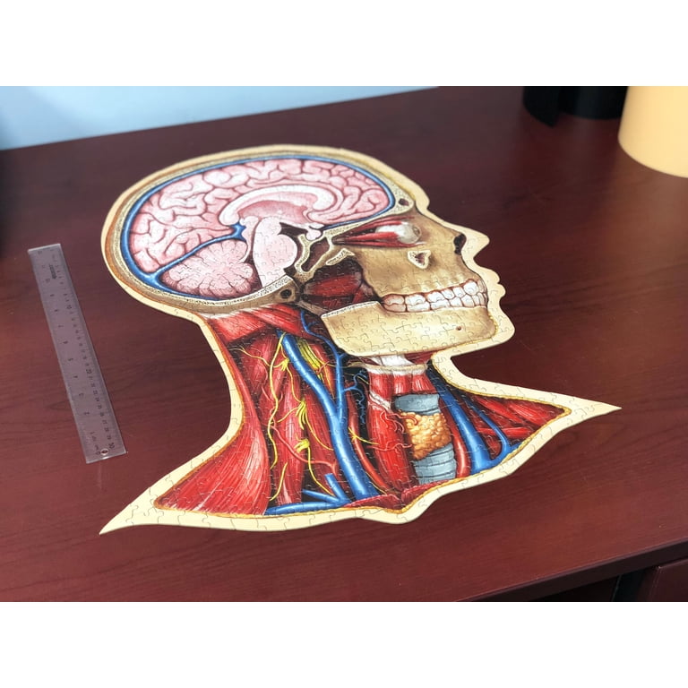 Human Head Anatomy Jigsaw Puzzle | Dr Livingston's Unique Shaped