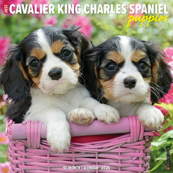 Cavalier King Charles Spaniel Puppies 2026 Wall Calendar