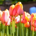 thumbnail image 2 of Tulip Flower Bulbs Single Form, Menton from Easy to Grow Bulbs, 2 of 3