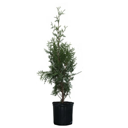 Thuja Green Giant Privacy Evergreen Trees - Cannot Ship to (Best Trees To Plant For Privacy)