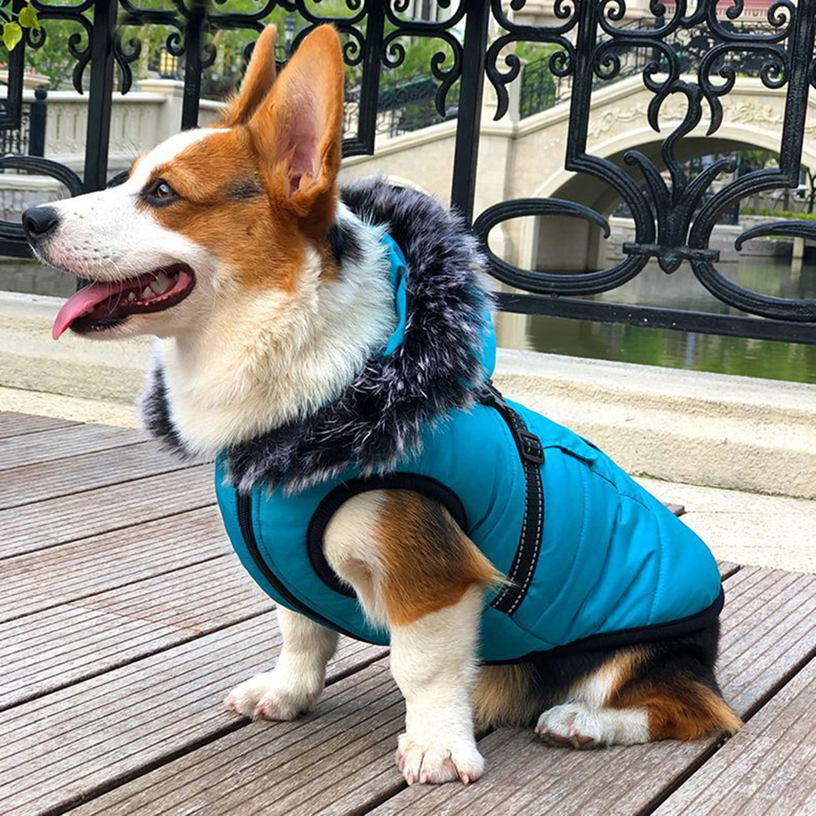 down coat for dogs