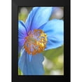 thumbnail image 2 of Schell, Jennie Marie 13x18 Black Modern Framed Museum Art Print Titled - Blue Himalayan Poppy Flower, 2 of 5