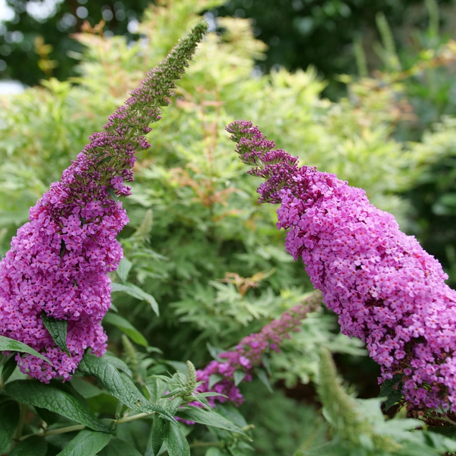 Proven Winners ColorChoice 5" Pugster Pinker Butterfly Bush Live Plant in 4.5" Pot (4 Count)