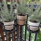 thumbnail image 3 of Cestas colgantes de hierro forjado para el hogar, balcón, plantas de cosecha propia, productos de hierro, traje de tres piezas (negro) Hy, 3 of 4