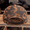Standard Back, variant on Leopard Printed Mesh Back Cap (StandardBack)