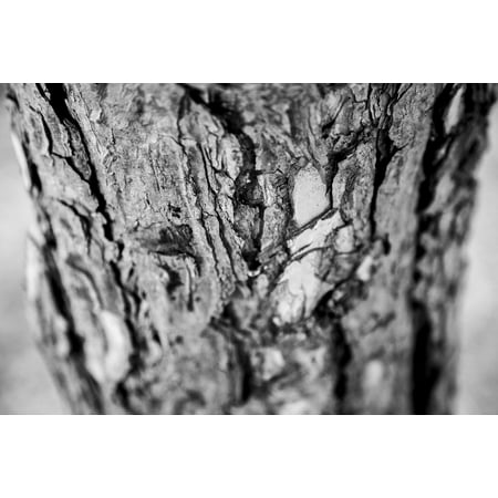 Wood Dead Eye - LAMINATED POSTER Memories In My Eyes Era Tree Wood Memory Dead Wood Poster Print 24 x 36