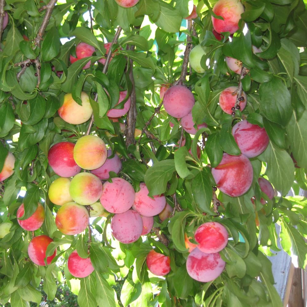 Expert Gardener 3-4 ft. tall Burbank Plum Live Tree in 7- Gallon Grower Pot