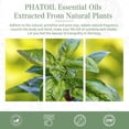 thumbnail image 4 of PHATOIL Basil Essential Oils for Diffusers Humidifier 100% Pure Natural Aromatherapy Massage Bath Sleep Relaxation 30ml/1.01 fl.Oz, 4 of 7