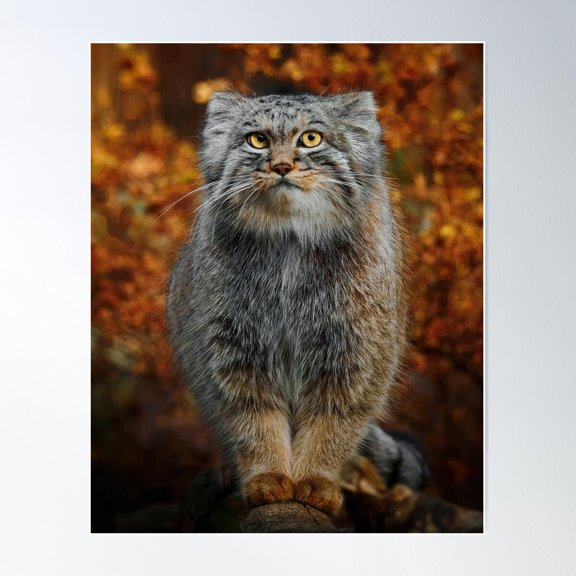 Pallas'S Cat / Manul Poster Wall Art, Modern Wall Decor For Living Room Bedroom, 8x12 UNFRAMED