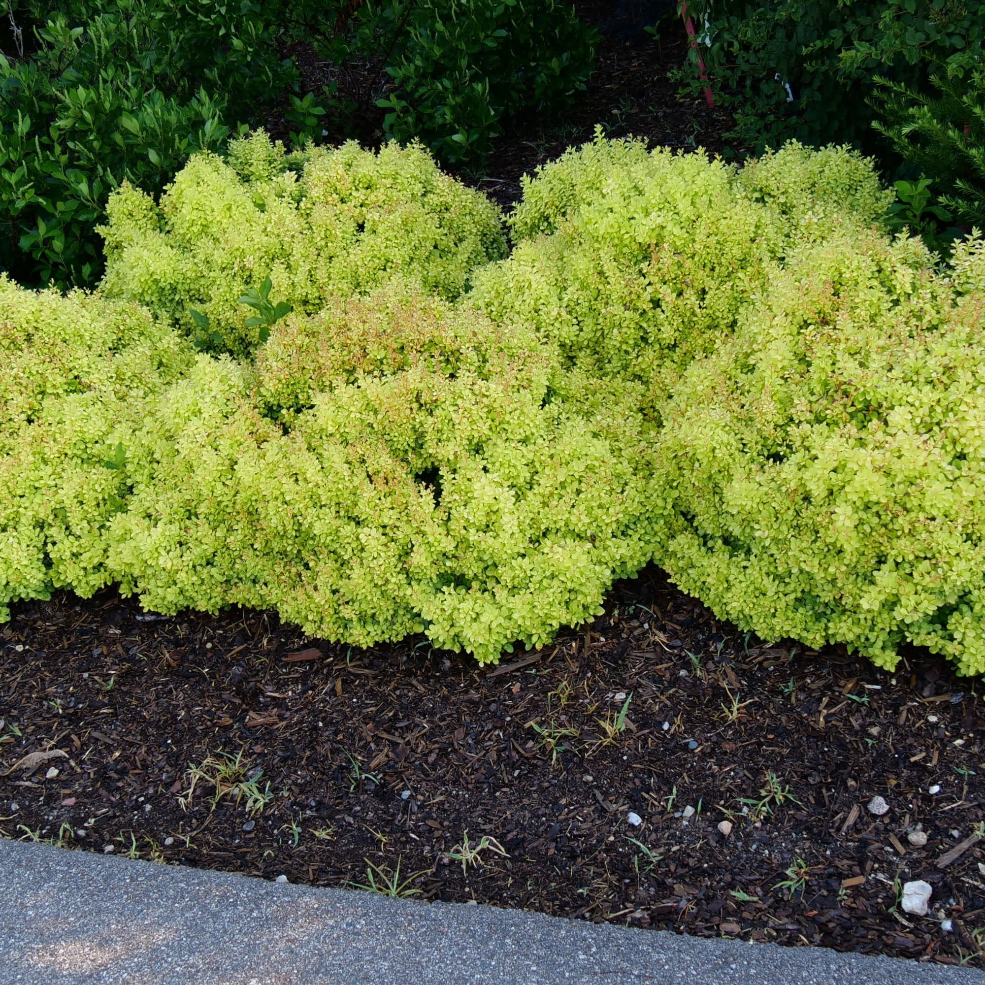 Proven Winners ColorChoice 5" Yellow Sunjoy Mini Saffron Barberry Live Plant in 4.5" Pot (4 Count)