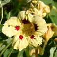 thumbnail image 2 of Outsidepride Tropaeolum Nasturtium Ladybird Vine & Plant Flower Seeds - 400 Seeds, 2 of 2