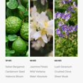 thumbnail image 4 of Aceite esencial Hotel Collection Serpentine, 50 ml, bergamota, 4 of 7