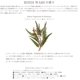 thumbnail image 5 of Loción Corporal Bondi Wash Sydney Menta y Romero 250 ml, 5 of 5
