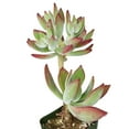 thumbnail image 4 of Echeveria Harmsii Ruby Slippers (2"+ Clay Pot) - Tiny, Lovely, Easy to Care Rosette Succulents - Live Succulents for Indoor Places, 4 of 9