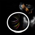 thumbnail image 1 of LED Dog Collar Light Up Puppy Collar Glowing Pet Dog Collar Dog Necklace for Night Safety Cuttable Collar Adjustable Glow in The Dark USB Rechargeable for Small Medium Large Dogs, 1 of 7