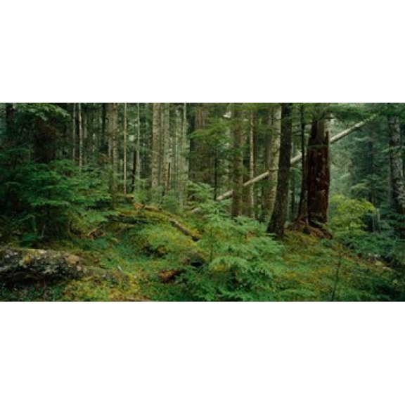 Hoh Rainforest Olympic National Forest Washington State Canvas Art - Panoramic Images (25 x 12)