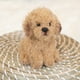 thumbnail image 3 of Juguete de peluche DEMDACO Chihuahua negro de pelo largo, 3 of 6