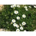 thumbnail image 3 of 200 Graines de Fleurs de Dachyscome Ibéridifolia de Rivière Cygne Blanc, 3 of 3