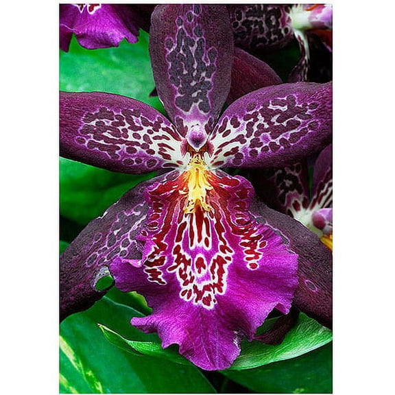 Trademark Art "One Flower" Canvas Canvas Art by Kurt Shaffer, 24x32