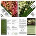 thumbnail image 6 of Limelight Hydrangea, 6 of 6
