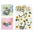 thumbnail image 4 of Real Dried Press Flowers Dried Press Leaves Handmade Flower Candle Making Flowers Press for Jewelry Making White, 4 of 10