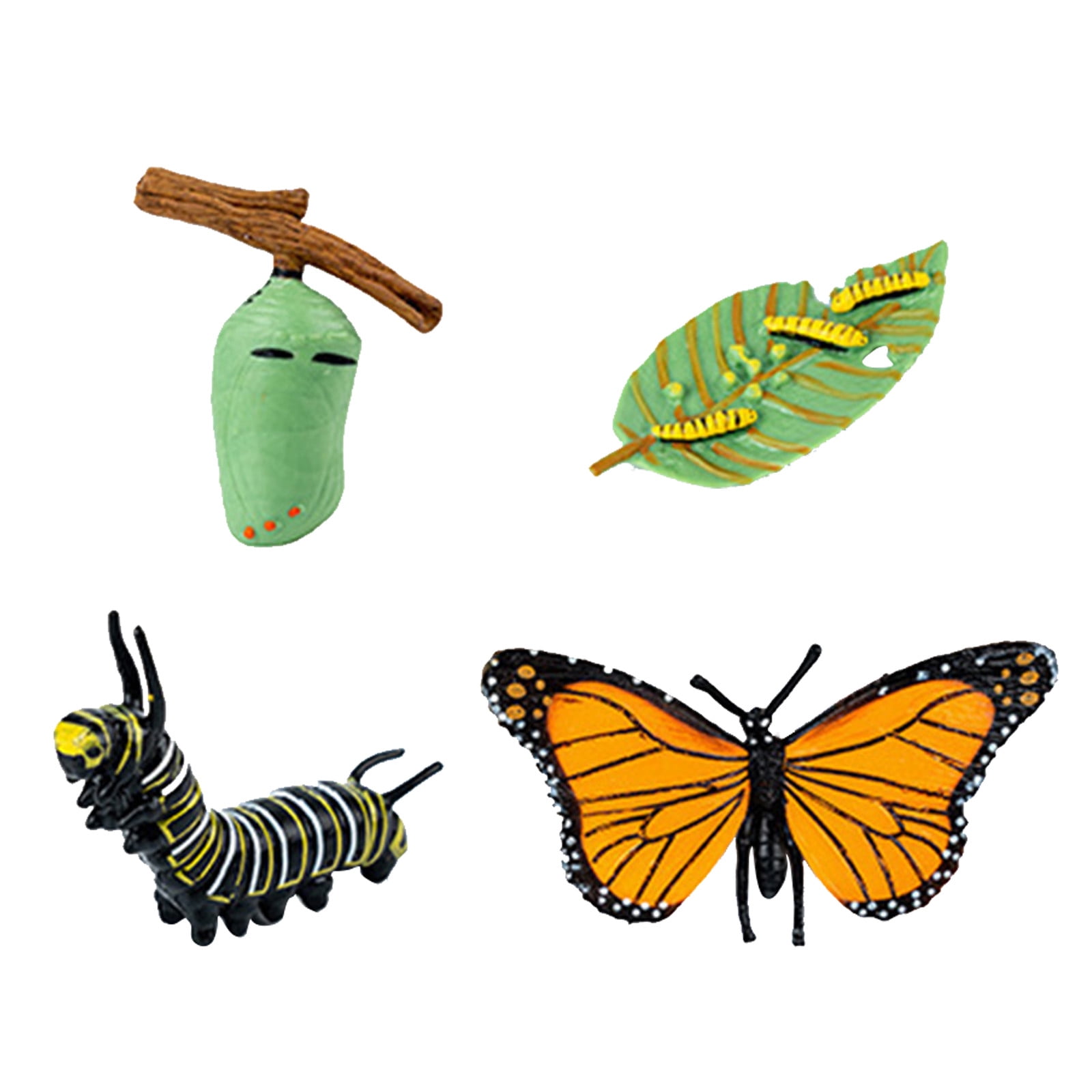 butterfly-life-cycle-of-a-growth-stage-model-educational-growth-cycle