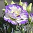 thumbnail image 1 of 50 Pcs Graines de Lisianthus Eustoma pour Plantes de Jardin Balcon Maison, 1 of 2