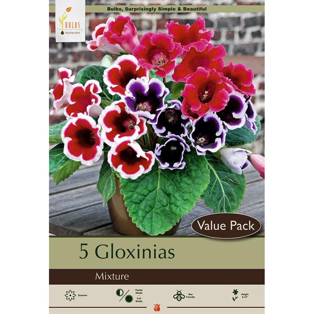 Gloxinia Mixed 5 Bulbs Easy to Grow House Plant