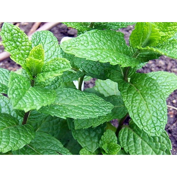 Lime Mint - Mint Sauces, Fruit Salads, Punches - Live Plant -  3" Pot