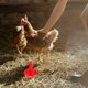 thumbnail image 2 of Bebedero automático para pollos, 10 Uds., bebedero para pollos, bebedero para aves de corral, bebedero para pollitos, pato, ganso y pavo rojo, 2 of 5