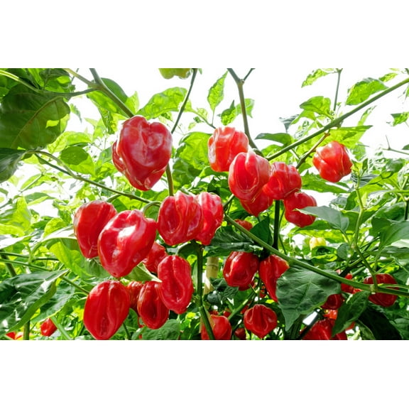 50 *Seeds Hot RED HABANERO PEPPER Capsicum Chinense Vegetable Seeds