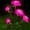 Pink, variant on Spencer LED Solar Flower Light Waterproof Landscape Lights with 5 Rose Flowers, Solar Garden Lights Floral Outdoor Stake Lights for Patio Yard Lawn Pathway Decor, Blue
