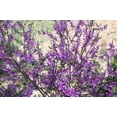 thumbnail image 4 of 50 TRUE INDIGO Dye Indigo Indigofera Tinctoria Pink Purple Sub Shrub Flower Seeds, 4 of 10