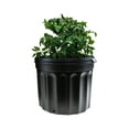 thumbnail image 6 of Viagrow 5 Gallon Plus Nursery Pots, BPA Free Garden Pots, 24 Pack, 6 of 6
