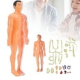 thumbnail image 1 of Human Body Teaching Model, DIY Assembly Human Body Model Toys Visual Teaching Aid  for Early Education, 1 of 7