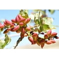 thumbnail image 3 of 10 Pistachio Nut Tree Seeds for Planting - Pistacia Vera, 3 of 4