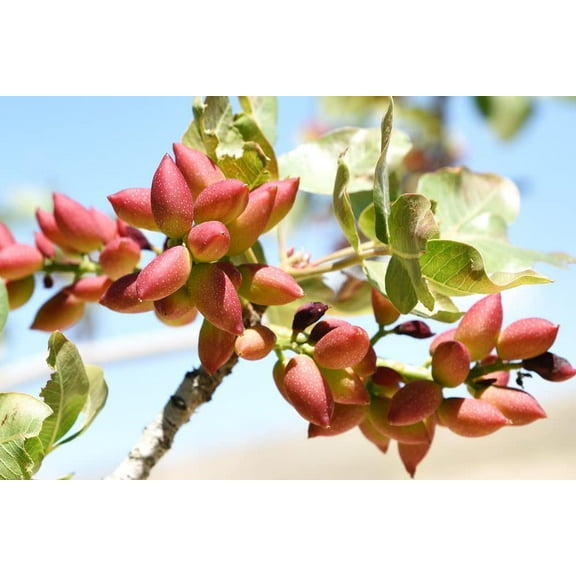 6 Pistachio Nut Tree Seeds for Planting - Pistacia Vera