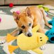 thumbnail image 4 of Juguete Interactivo Chirriante Para Perros Y Cachorros. Juguete Para Morder Y Masticar. Juguete Con Sonidos De Animales., 4 of 6