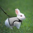thumbnail image 2 of Pet Rabbit Harnesses Vest Leashes Set Soft Mesh Harness with Leash Small Animal Guinea Pig Hamsters Pet Accessories, 2 of 6
