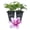 2 Plants, variant on Clematis Poseidon - Live Starter Plant in a 2 Inch Growers Pot - Starter Plants Ready for The Garden - Rare Clematis for Collectors