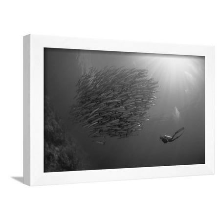Indonesia, Scuba Diving in Sea Framed Print Wall Art By Michele