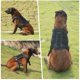 thumbnail image 2 of Chaleco táctico de nailon con cuerda de tracción para el pecho y la espalda para mascotas, ropa para entrenamiento militar al aire libre para perros, 2 of 6