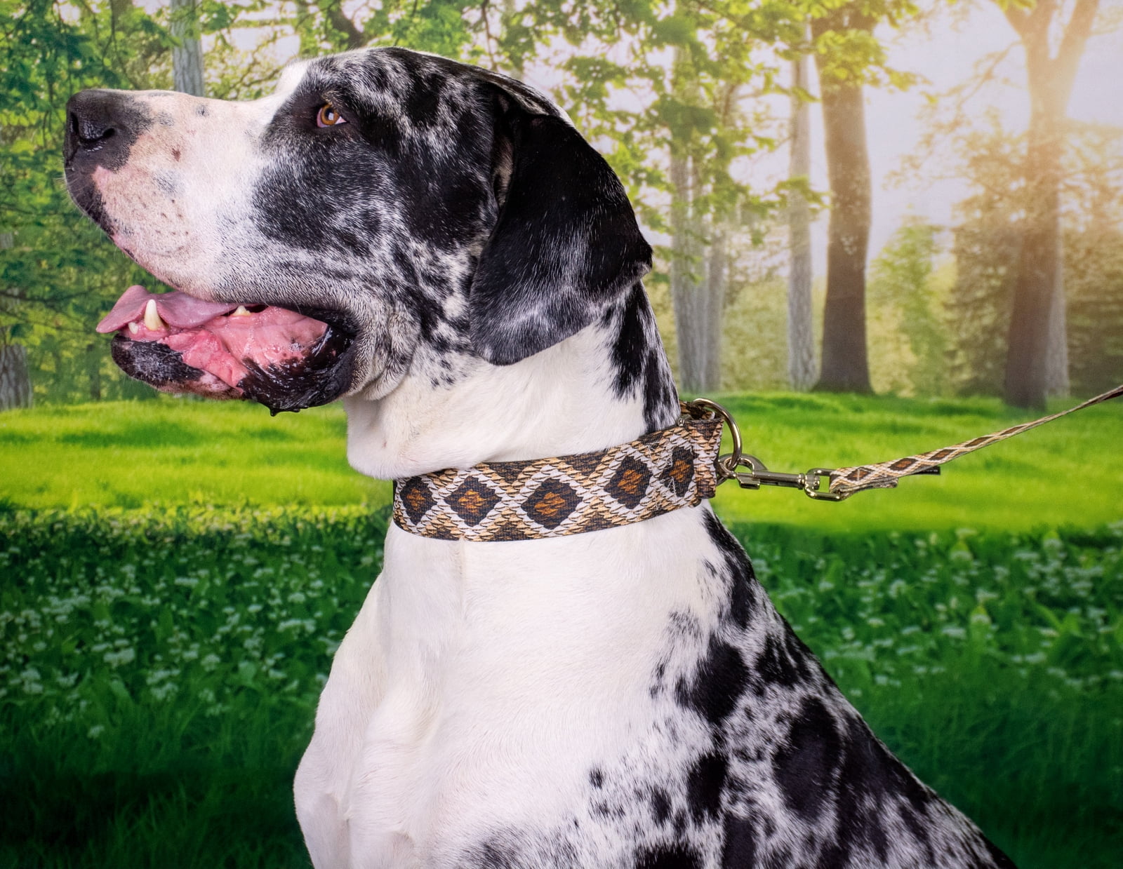 Country Brook Petz® Rattlesnake Martingale Dog Collar and Leash, Medium