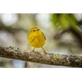 thumbnail image 2 of Jones, Adam 32x23 White Modern Wood Framed Museum Art Print Titled - Yellow warbler San Cristobal Island-Galapagos Islands-Ecuador, 2 of 4