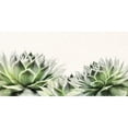 thumbnail image 3 of Deiter, Lori 18x11 Black Modern Framed Museum Art Print Titled - Soft Succulents I, 3 of 5