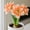 C, variant on Amaryllis for Planting - Easy to Grow & Quick Sprouting Garden Decoration( No Artificial )